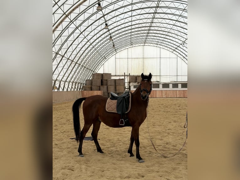 Shagya Araber Wallach 6 Jahre 153 cm Brauner in Neuhaus in der Wart