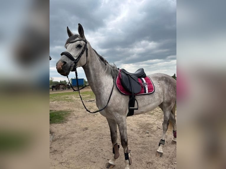 Shagya Araber Wallach 6 Jahre 160 cm Schimmel in Jarszewo