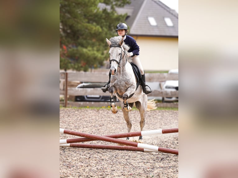 Shagya Araber Wallach 6 Jahre 160 cm Schimmel in Jarszewo