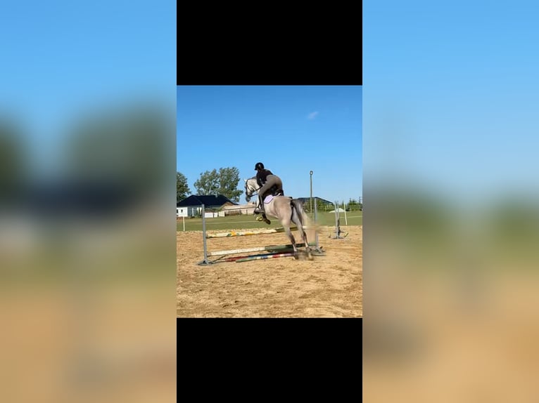 Shagya Araber Wallach 6 Jahre 160 cm Schimmel in Jarszewo