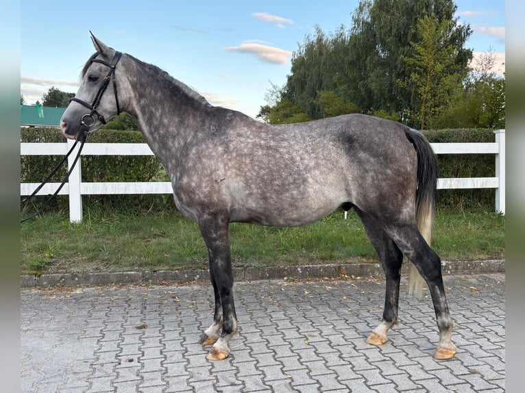 Shagya Araber Wallach 6 Jahre 163 cm Schimmel in Zielona G&#xF3;ra