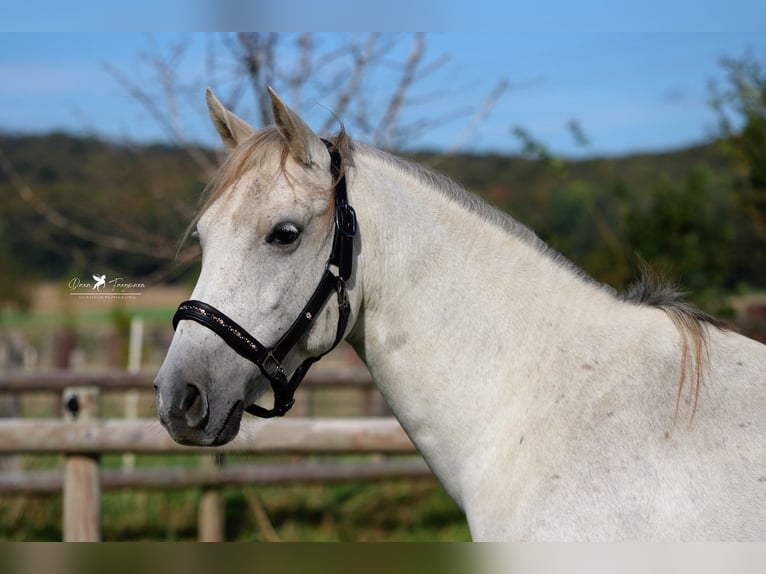 Shagya Araber Wallach 8 Jahre 152 cm Schimmel in Versmold