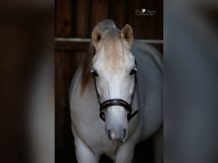 Shagya Araber Wallach 9 Jahre 152 cm Schimmel in Versmold