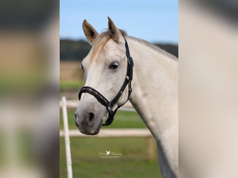 Shagya Araber Wallach 9 Jahre 152 cm Schimmel in Versmold