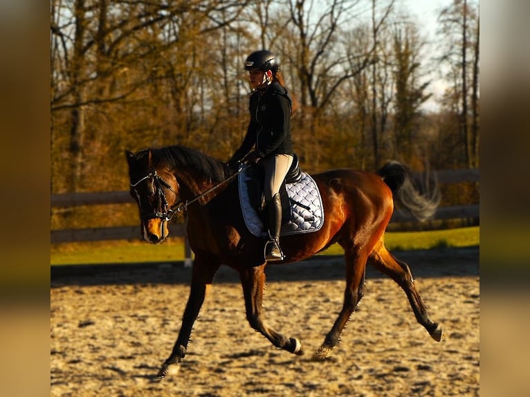 Shagya Araber Wallach 9 Jahre 155 cm Brauner in Tollet