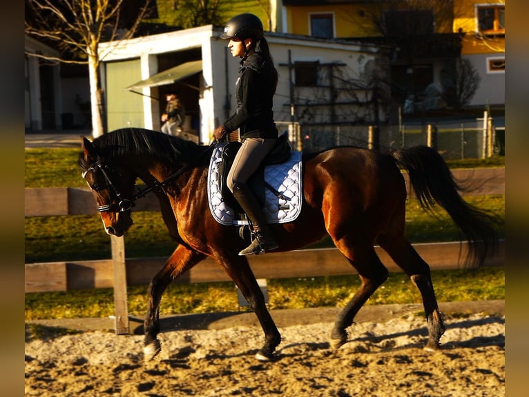 Shagya Araber Wallach 9 Jahre 155 cm Brauner in Tollet