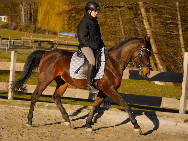 Shagya Araber Wallach 9 Jahre 155 cm Brauner in Tollet