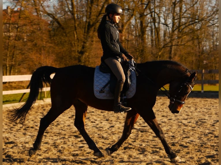 Shagya Araber Wallach 9 Jahre 155 cm Brauner in Tollet