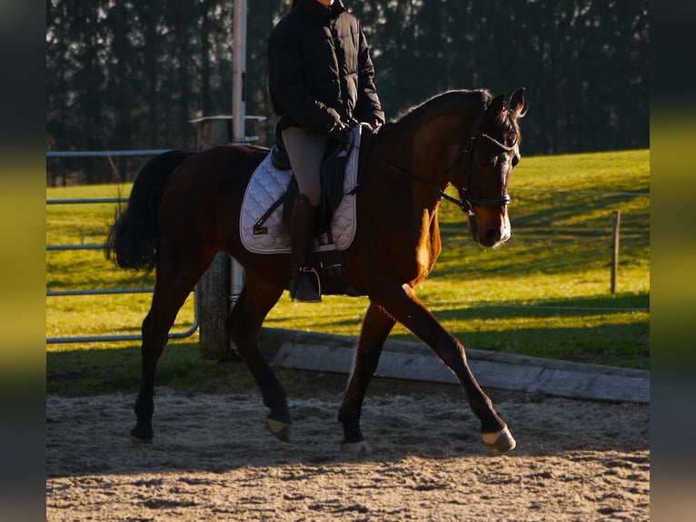Shagya Araber Wallach 9 Jahre 155 cm Brauner in Tollet