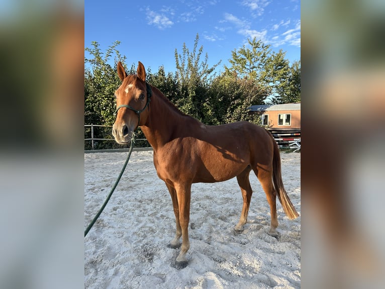 Shagya Araber Wallach 9 Jahre Fuchs in Urtenen-Schönbühl