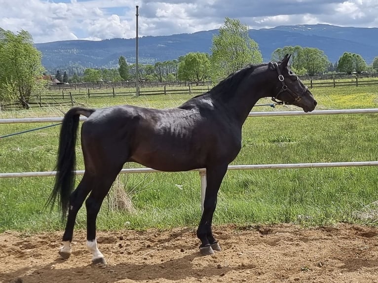 Shagya Arabian Étalon 12 Ans 155 cm Bai brun foncé in Şaru Dornei