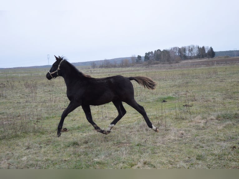 Shagya Arabian Étalon 1 Année 155 cm Noir in Kladruby