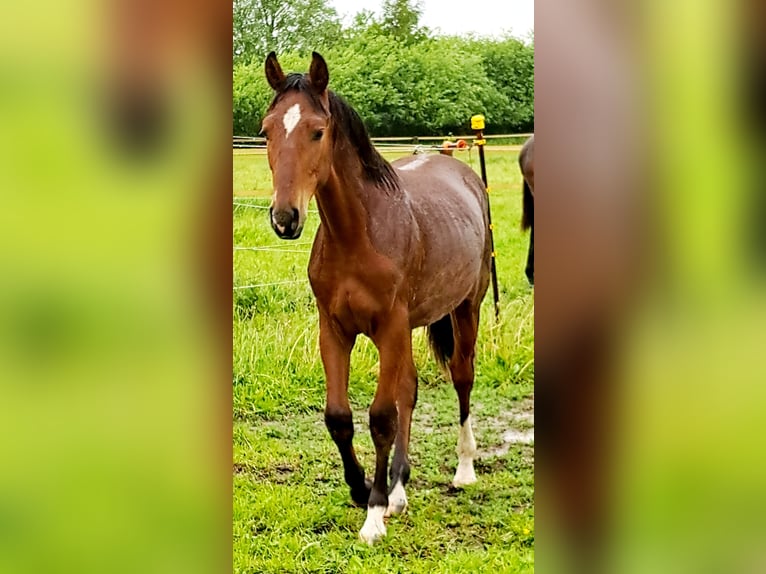 Shagya Arabian Étalon 1 Année 157 cm Bai clair in K&#xF6;hn