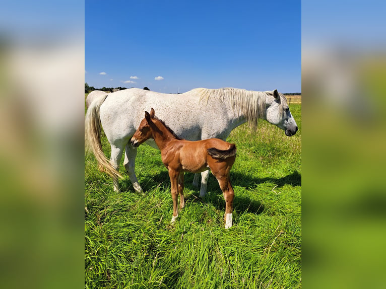 Shagya Arabian Étalon 1 Année 157 cm Bai clair in K&#xF6;hn