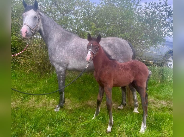 Shagya Arabian Étalon 1 Année 157 cm Peut devenir gris in Rotenburg an der Fulda