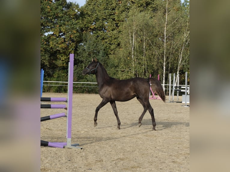 Shagya Arabian Étalon 1 Année 160 cm Alezan brûlé in Neuhaus in der Wart