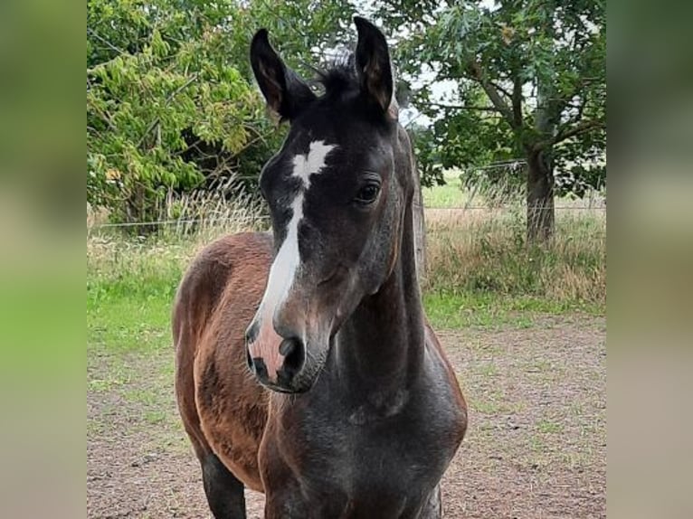 Shagya Arabian Étalon 1 Année 160 cm Gris in Friesack