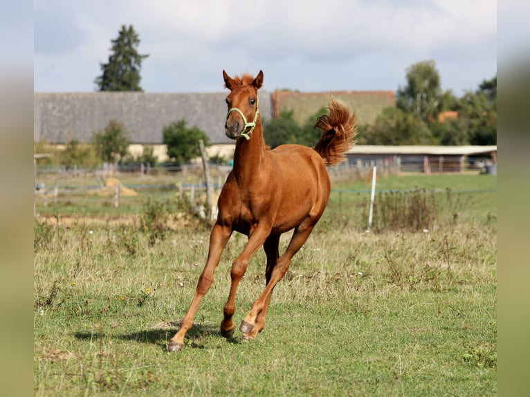Shagya Arabian Étalon 1 Année Alezan cuivré in Plzen