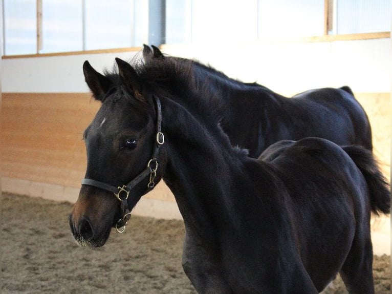 Shagya Arabian Étalon 1 Année Bai in Tiefenbach