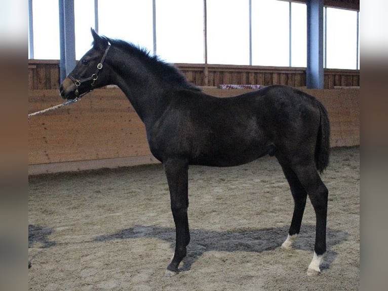 Shagya Arabian Étalon 1 Année Bai in Tiefenbach