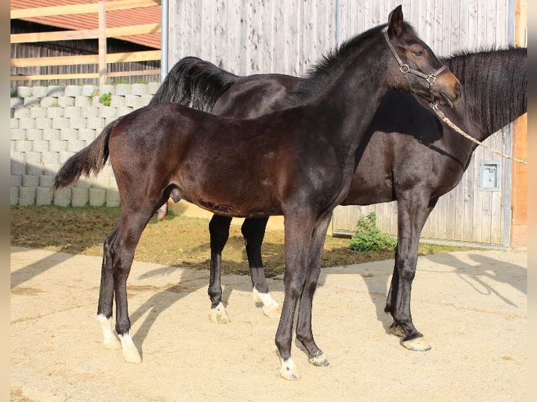 Shagya Arabian Étalon 1 Année Bai in Tiefenbach