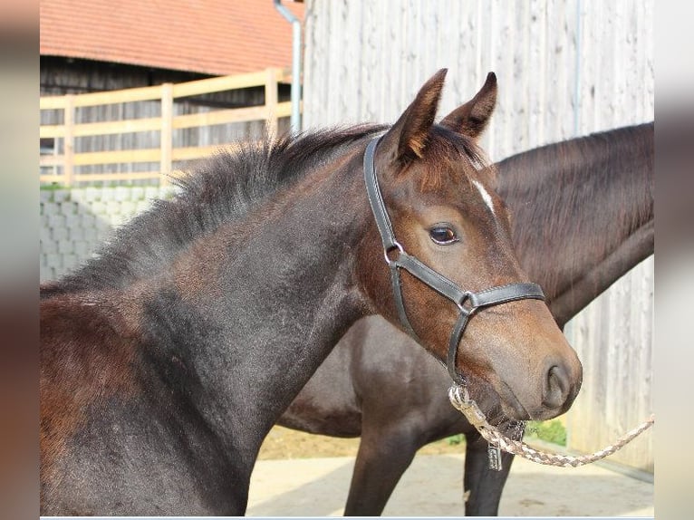 Shagya Arabian Étalon 1 Année Bai in Tiefenbach