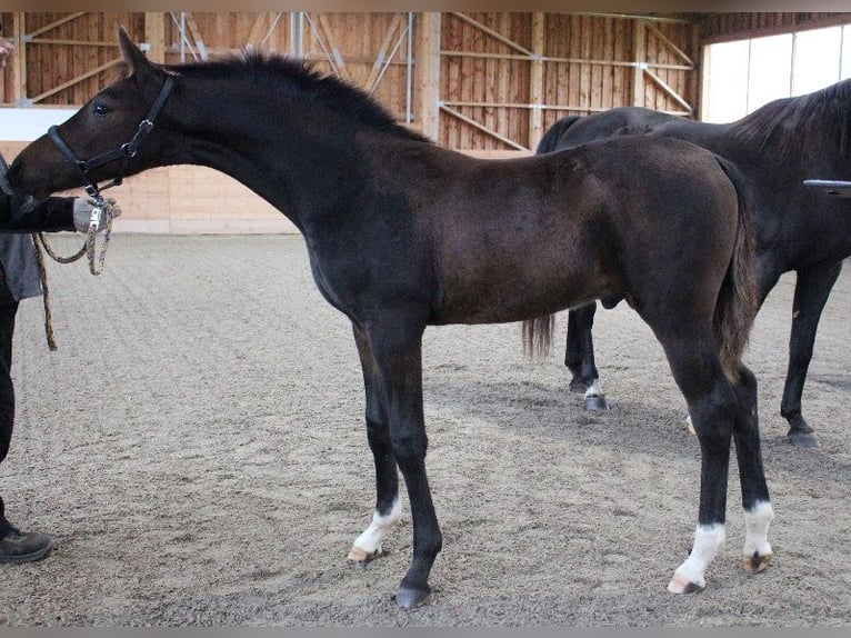 Shagya Arabian Étalon 1 Année Bai in Tiefenbach