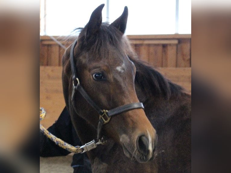 Shagya Arabian Étalon 1 Année Bai in Tiefenbach