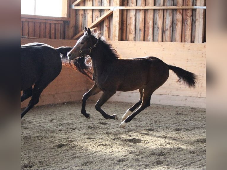 Shagya Arabian Étalon 1 Année Bai in Tiefenbach