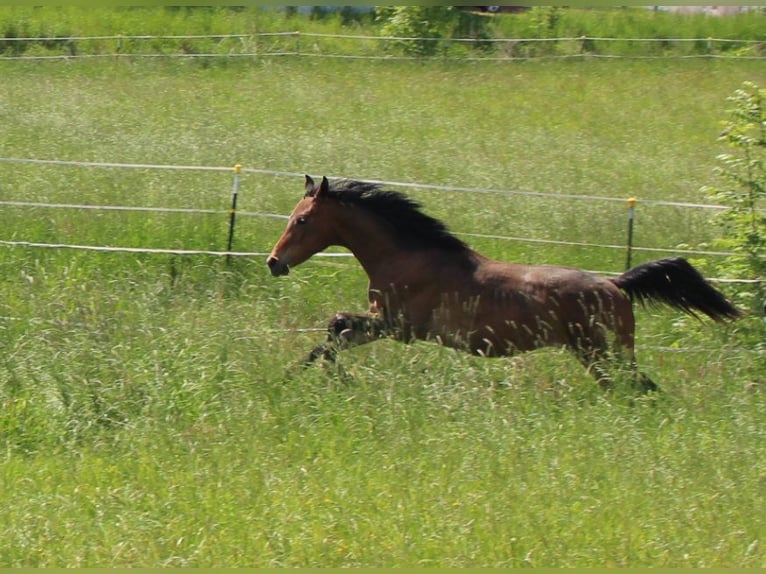 Shagya Arabian Étalon 1 Année Bai in Tiefenbach