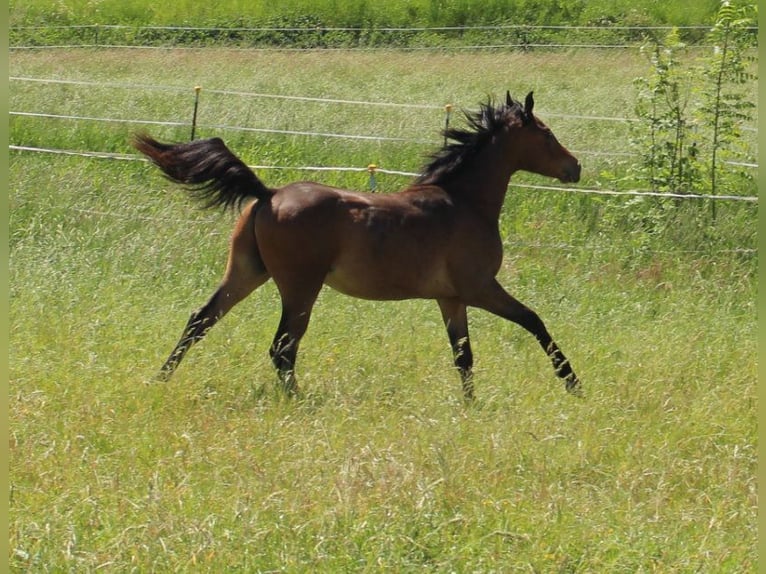 Shagya Arabian Étalon 1 Année Bai in Tiefenbach