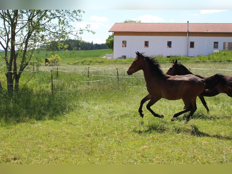 Shagya Arabian Étalon 1 Année Bai in Tiefenbach