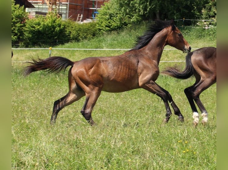 Shagya Arabian Étalon 1 Année Bai in Tiefenbach