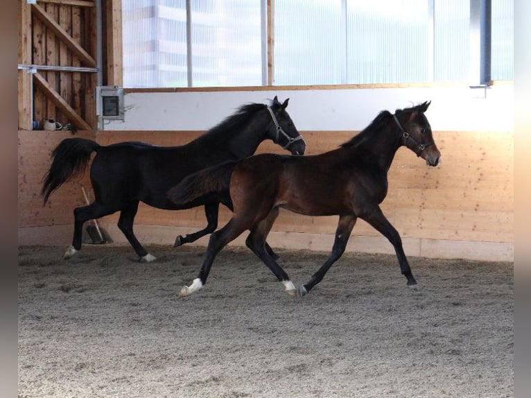 Shagya Arabian Étalon 1 Année Bai in Tiefenbach