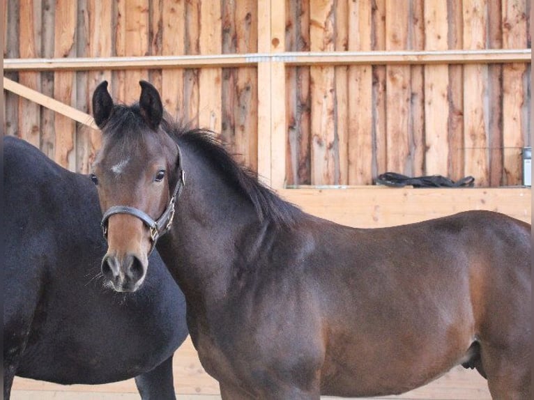 Shagya Arabian Étalon 1 Année Bai in Tiefenbach