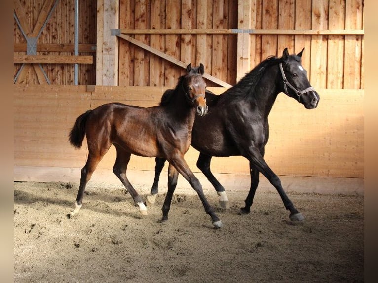 Shagya Arabian Étalon 1 Année Bai in Tiefenbach