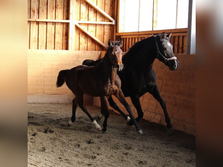 Shagya Arabian Étalon 1 Année Bai in Tiefenbach