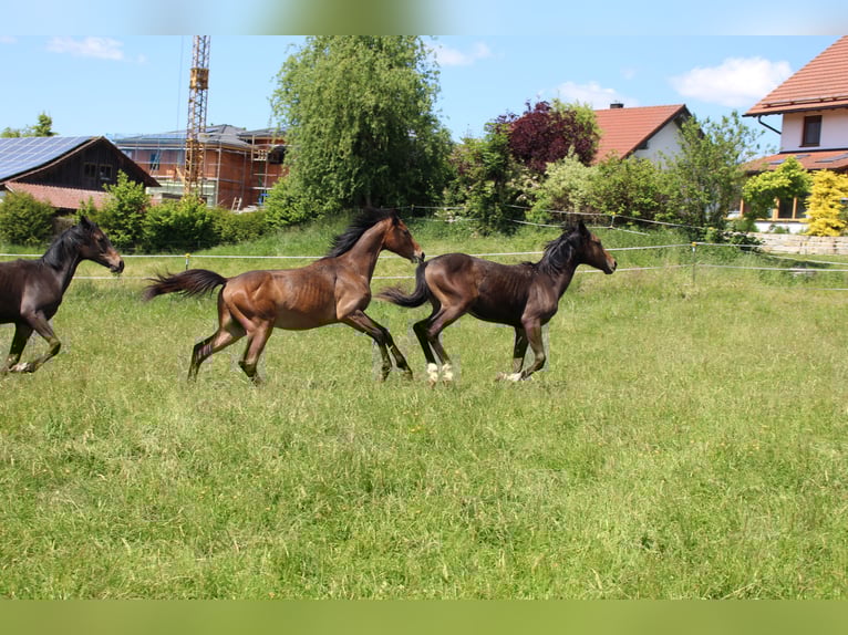 Shagya Arabian Étalon 1 Année Bai in Tiefenbach
