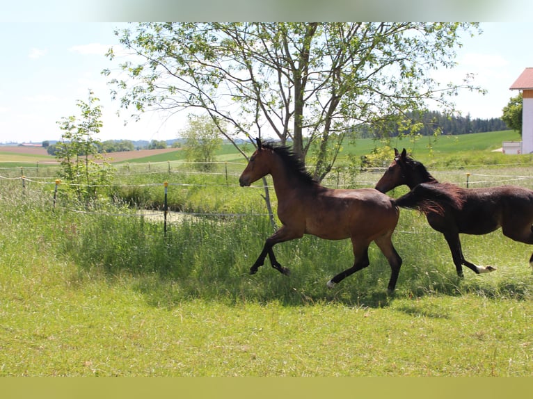 Shagya Arabian Étalon 1 Année Bai in Tiefenbach
