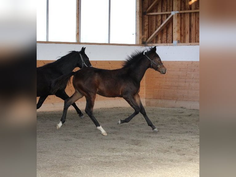 Shagya Arabian Étalon 1 Année Bai in Tiefenbach