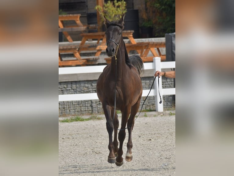 Shagya Arabian Étalon 1 Année Noir in Kladruby