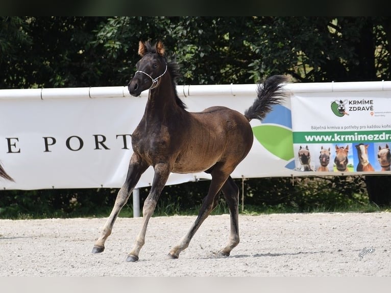 Shagya Arabian Étalon 1 Année Noir in Kladruby