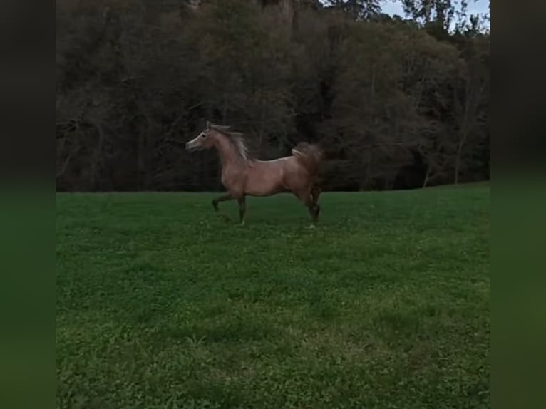 Shagya Arabian Étalon 2 Ans 153 cm Aubère in El Bosque