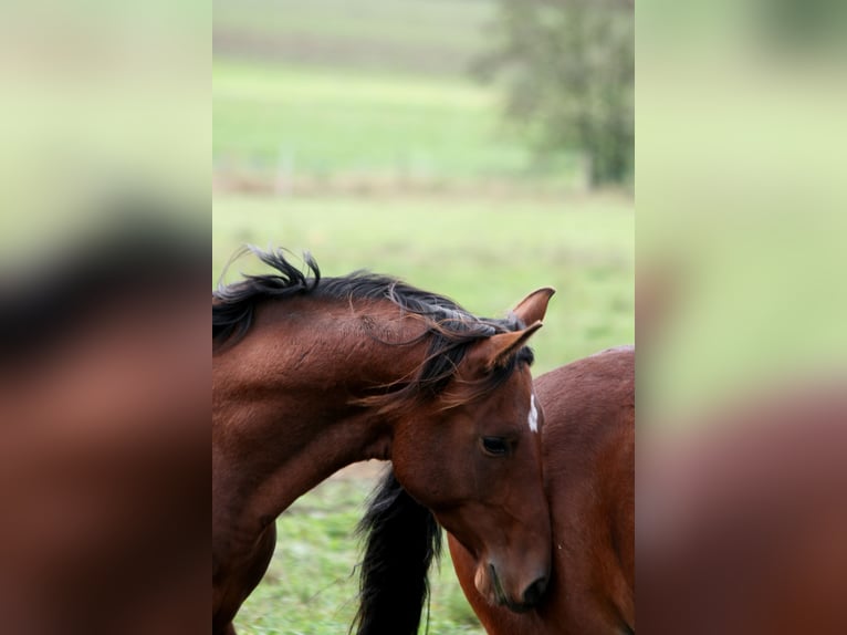 Shagya Arabian Étalon 2 Ans 154 cm Bai in Kladruby