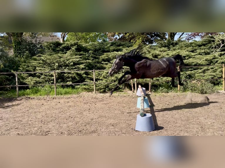 Shagya Arabian Étalon 2 Ans 160 cm Gris in Kelpen-Oler