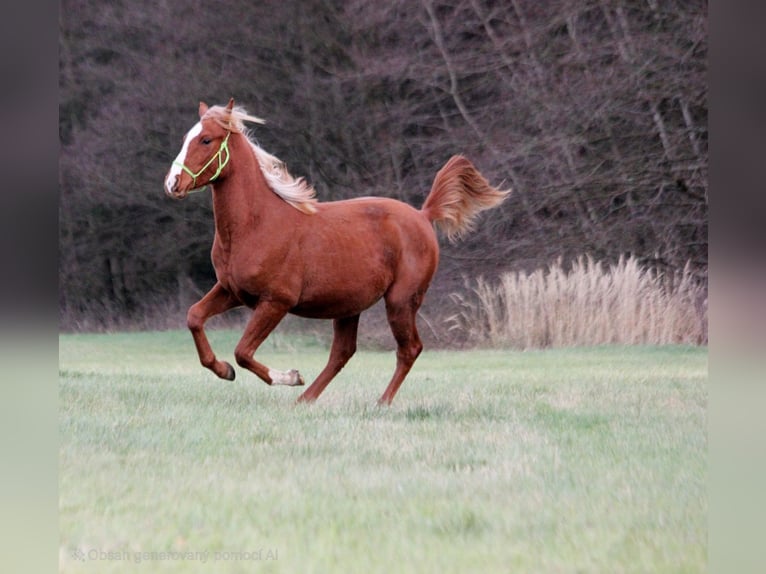 Shagya Arabian Étalon 2 Ans Alezan in plzen