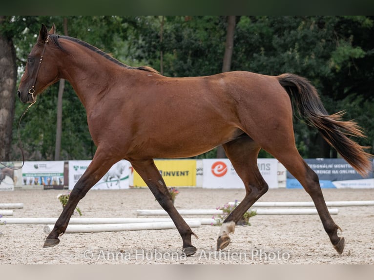 Shagya Arabian Étalon 2 Ans Bai in Plzen