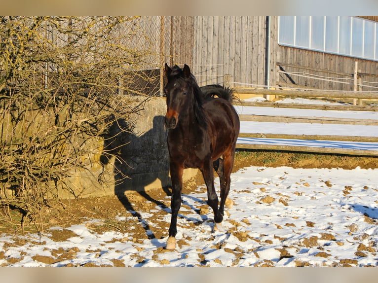 Shagya Arabian Étalon 2 Ans Bai in Tiefenbach