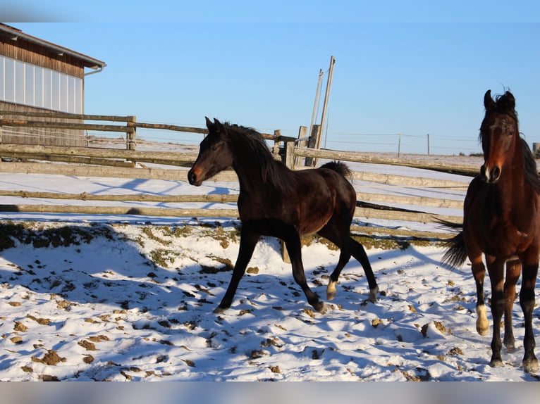 Shagya Arabian Étalon 2 Ans Bai in Tiefenbach