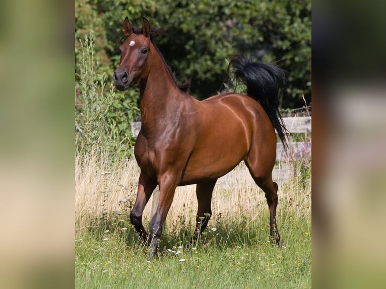 Shagya Arabian Étalon 2 Ans Gris in Plzen